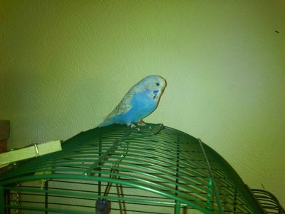 Better than a dog. / burd.jpg burd.jpg