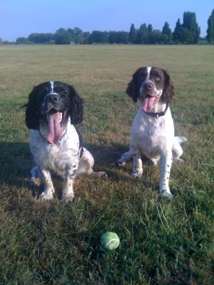 Picture 106.jpg (739.88 KiB) Viewed 1692 times Picture 106.jpg