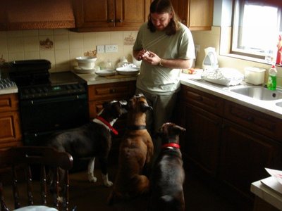 Dogs love magic. Fact! / n685655692_1239356_5935.jpg n685655692_1239356_5935.jpg