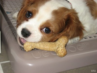 happy-dog.jpg