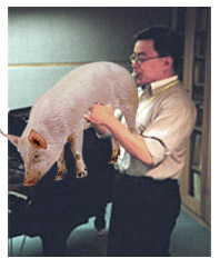 piggollo.jpg