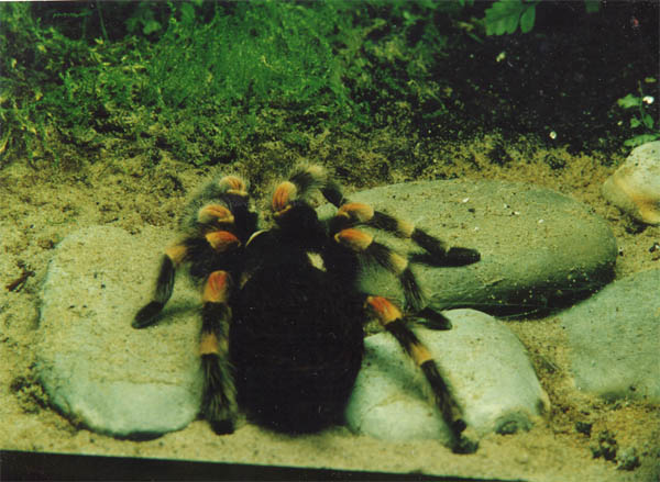 Ariadne.jpg Ariadne.jpg