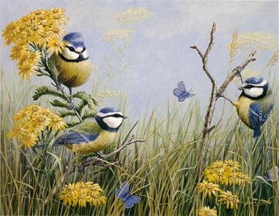 blue-tits&common-blues.jpg