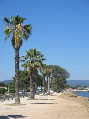 Hyeres Palms.jpg